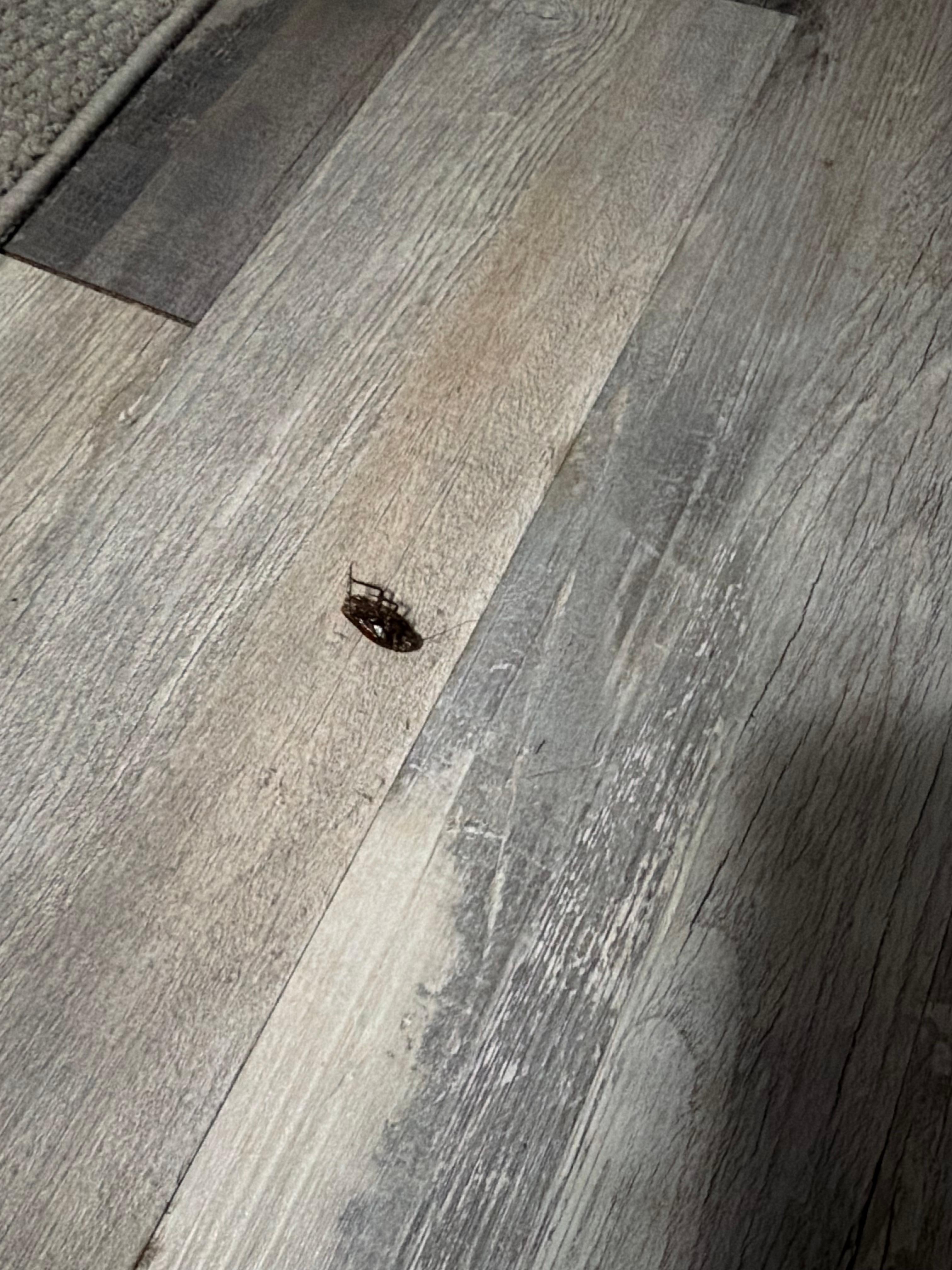 About 1.5in dead cockroach on floor