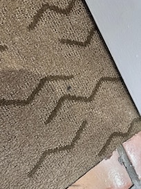 I saw these bugs in the carpet.