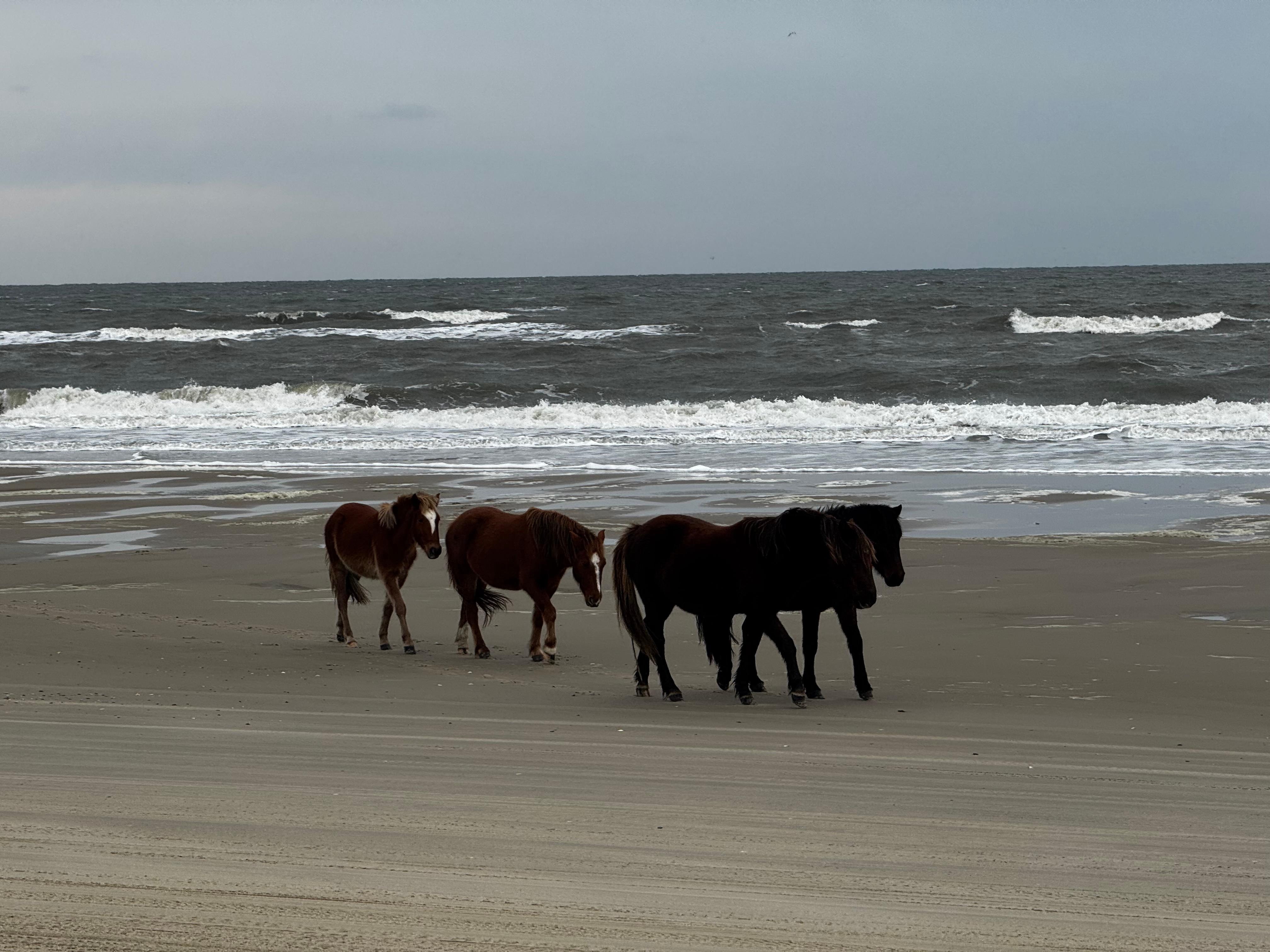 Great drive on the beach…and got a surprise visit 