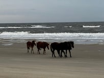 Great drive on the beach…and got a surprise visit