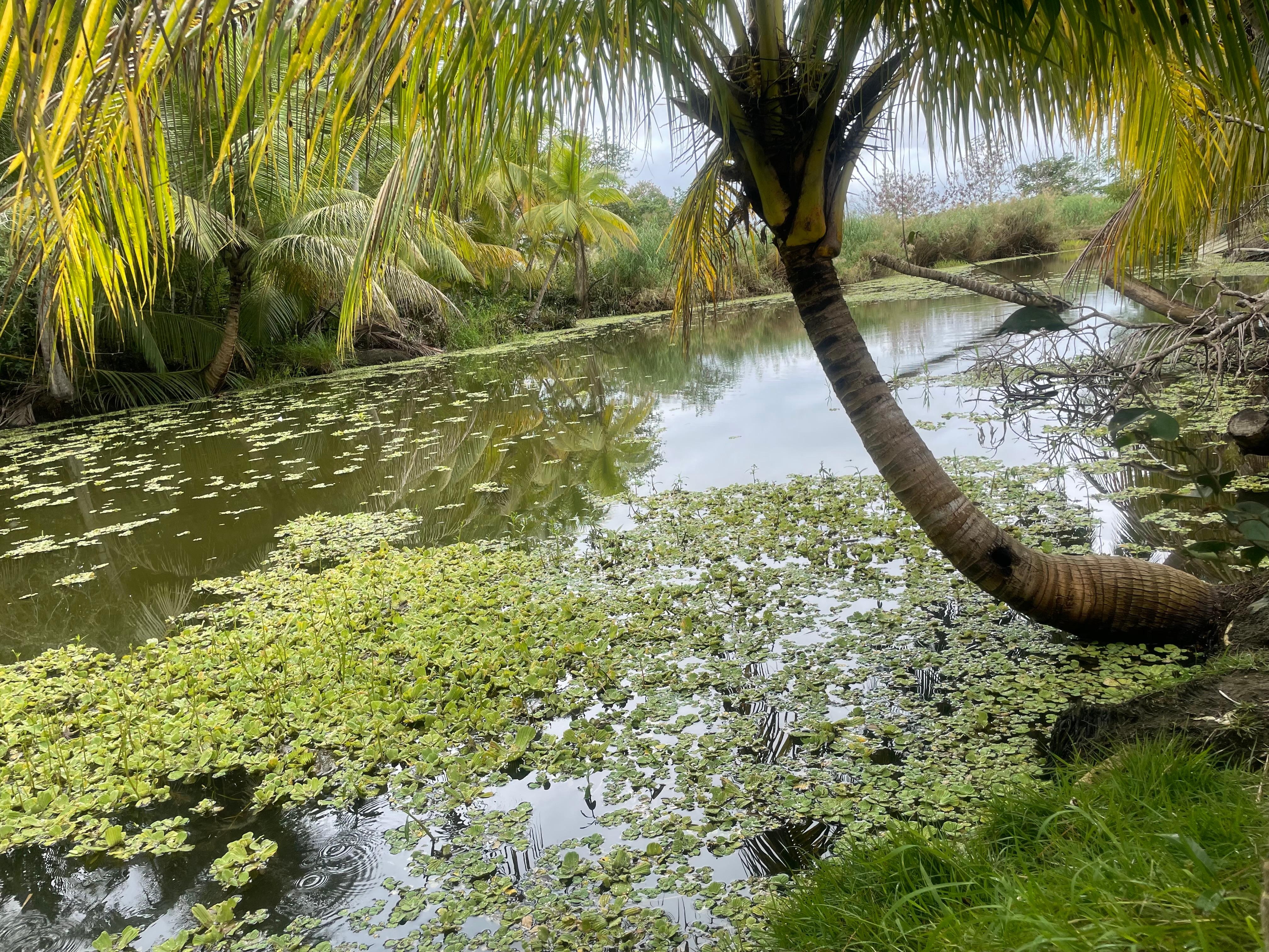 Turtles and the river/slough 
