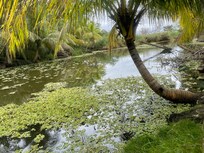 Turtles and the river/slough