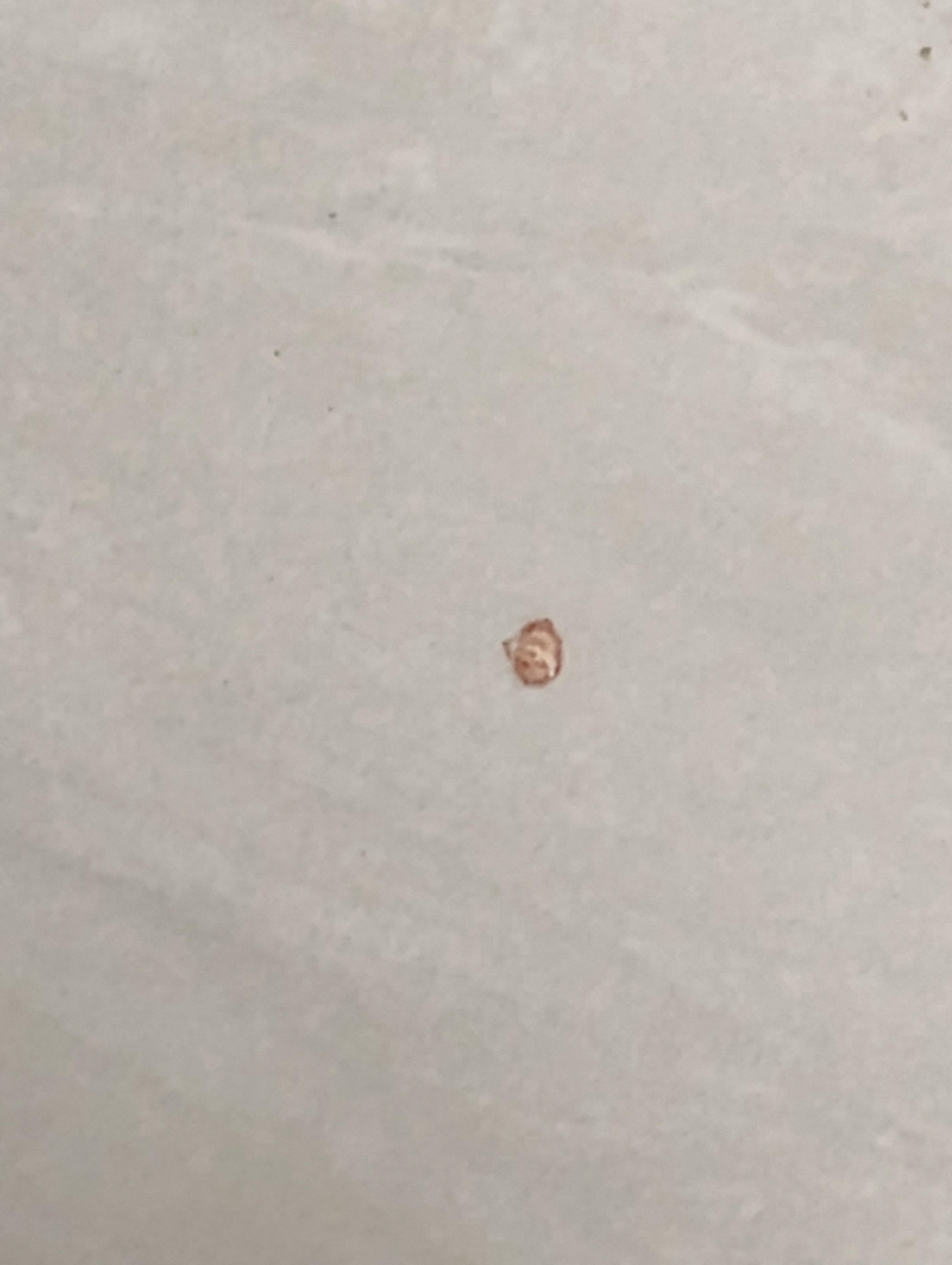 Insects bed bugs on the bed