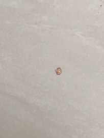 Insects bed bugs on the bed