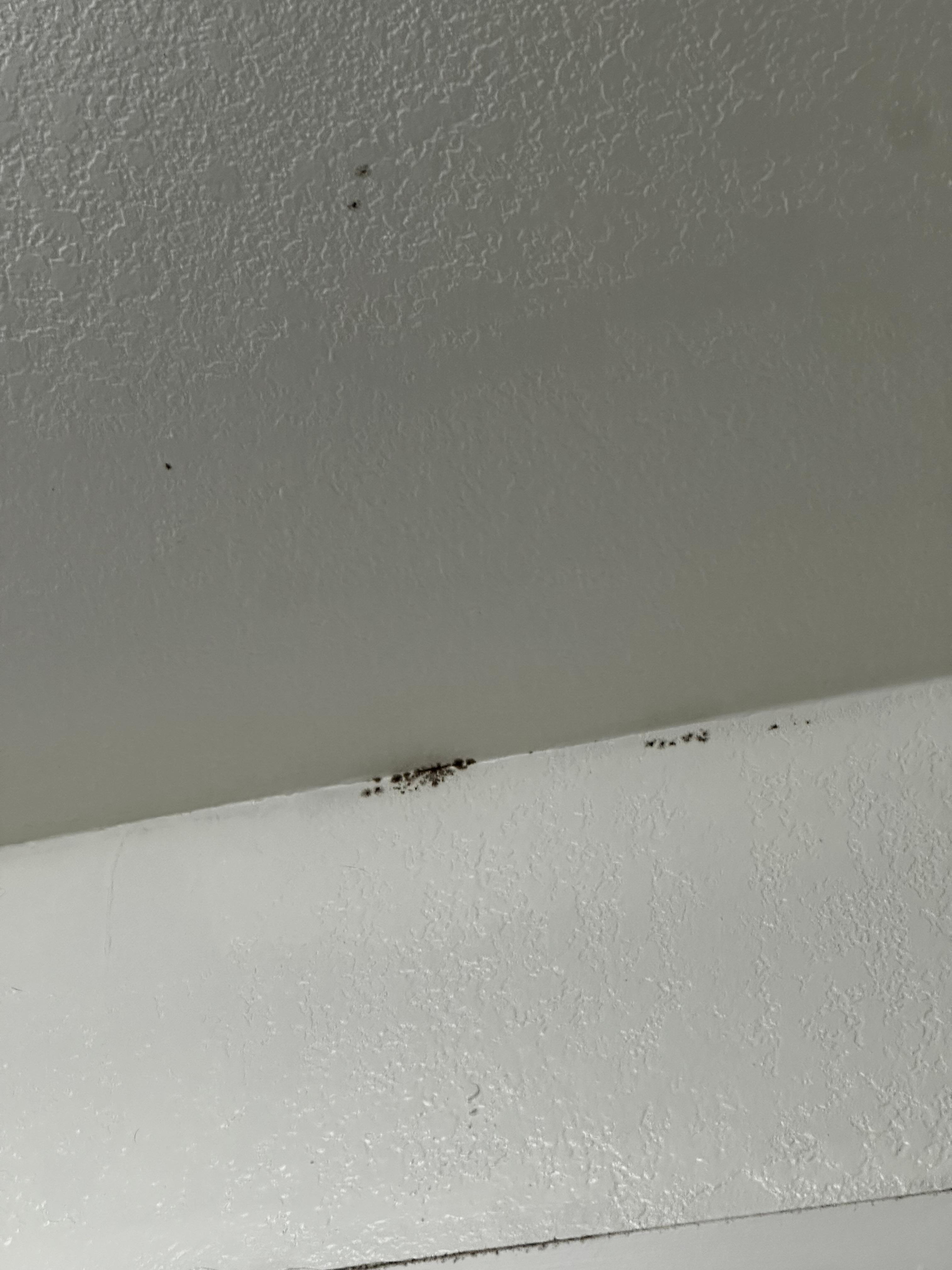 Mold in the ceiling 