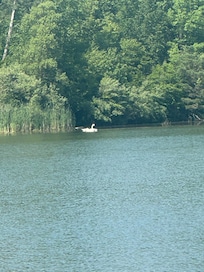 Swan in lake