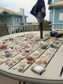 Our shell collection from the week.