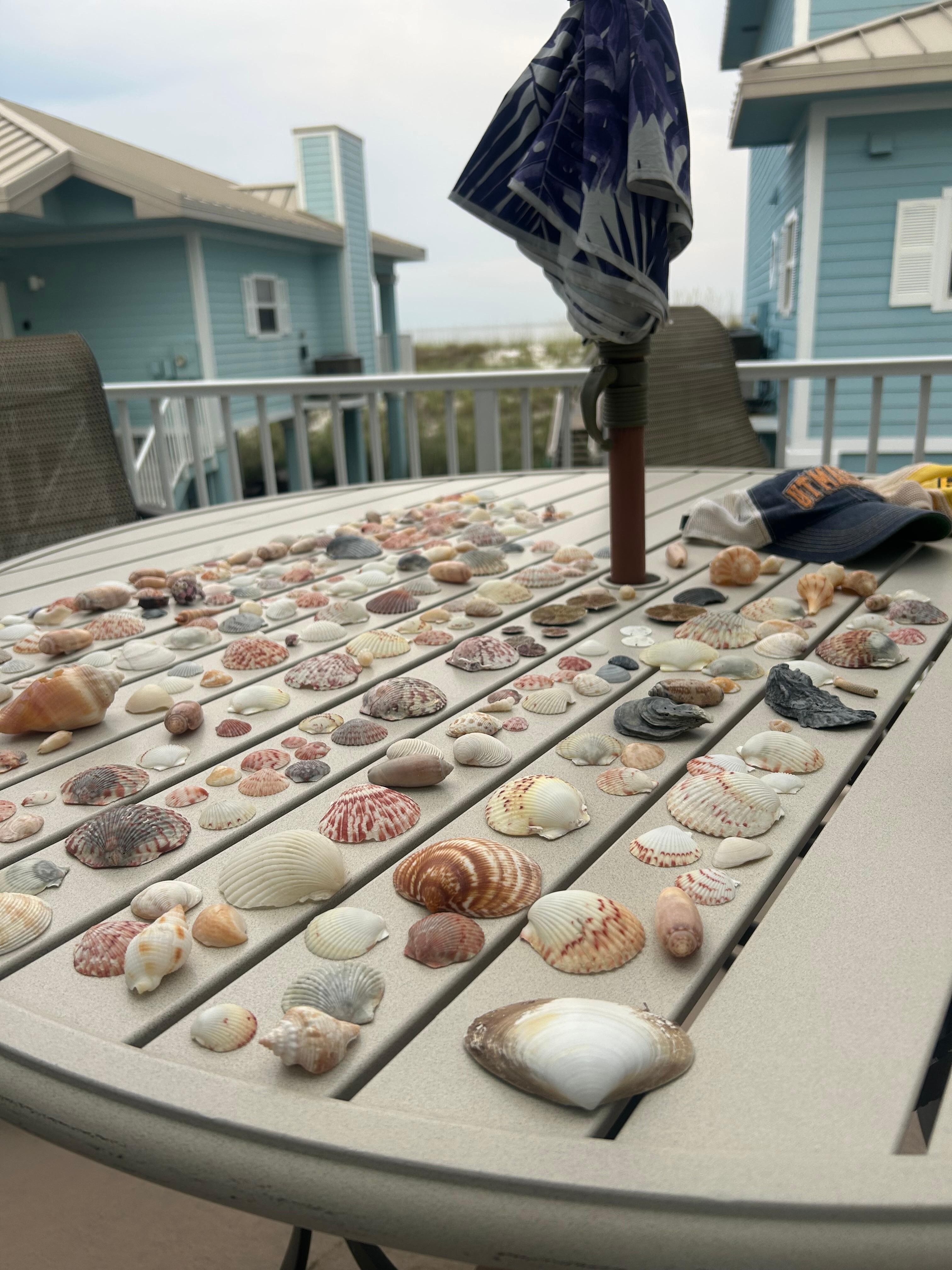 Our shell collection from the week.