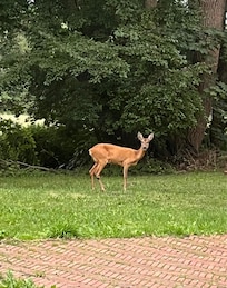 Reh im Garten