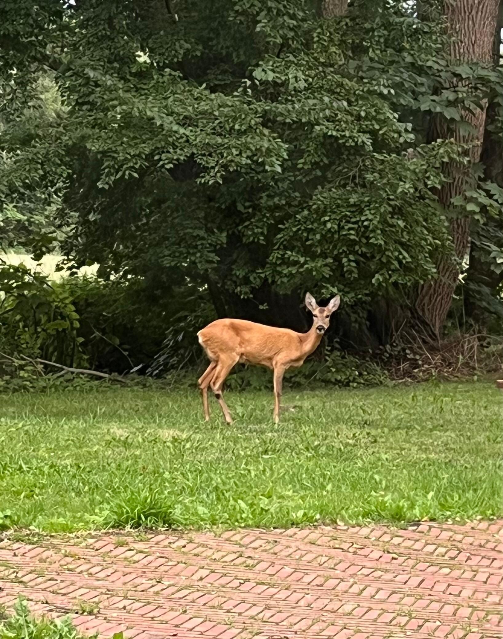 Reh im Garten 