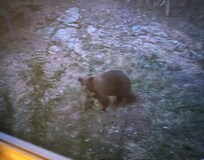 Bear outside