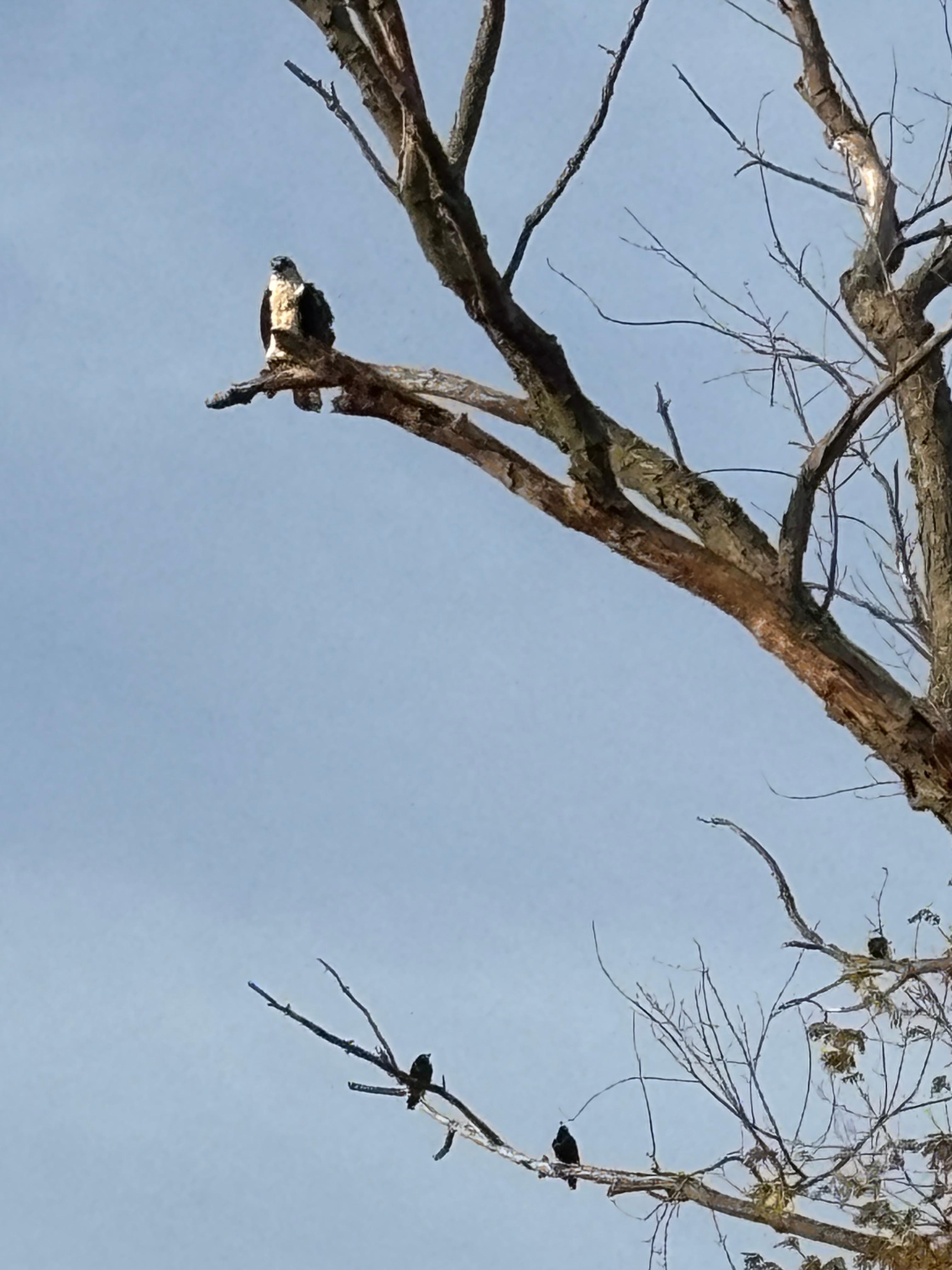 Our friend showed up several times over our visit!