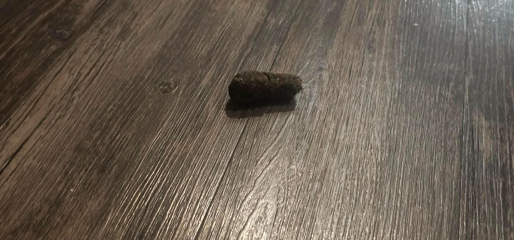 The people living here are total savages. This was from one of my neighbors dog. They just pooped in the hallway and didn't bother to pick it up. 