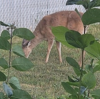 Front yard