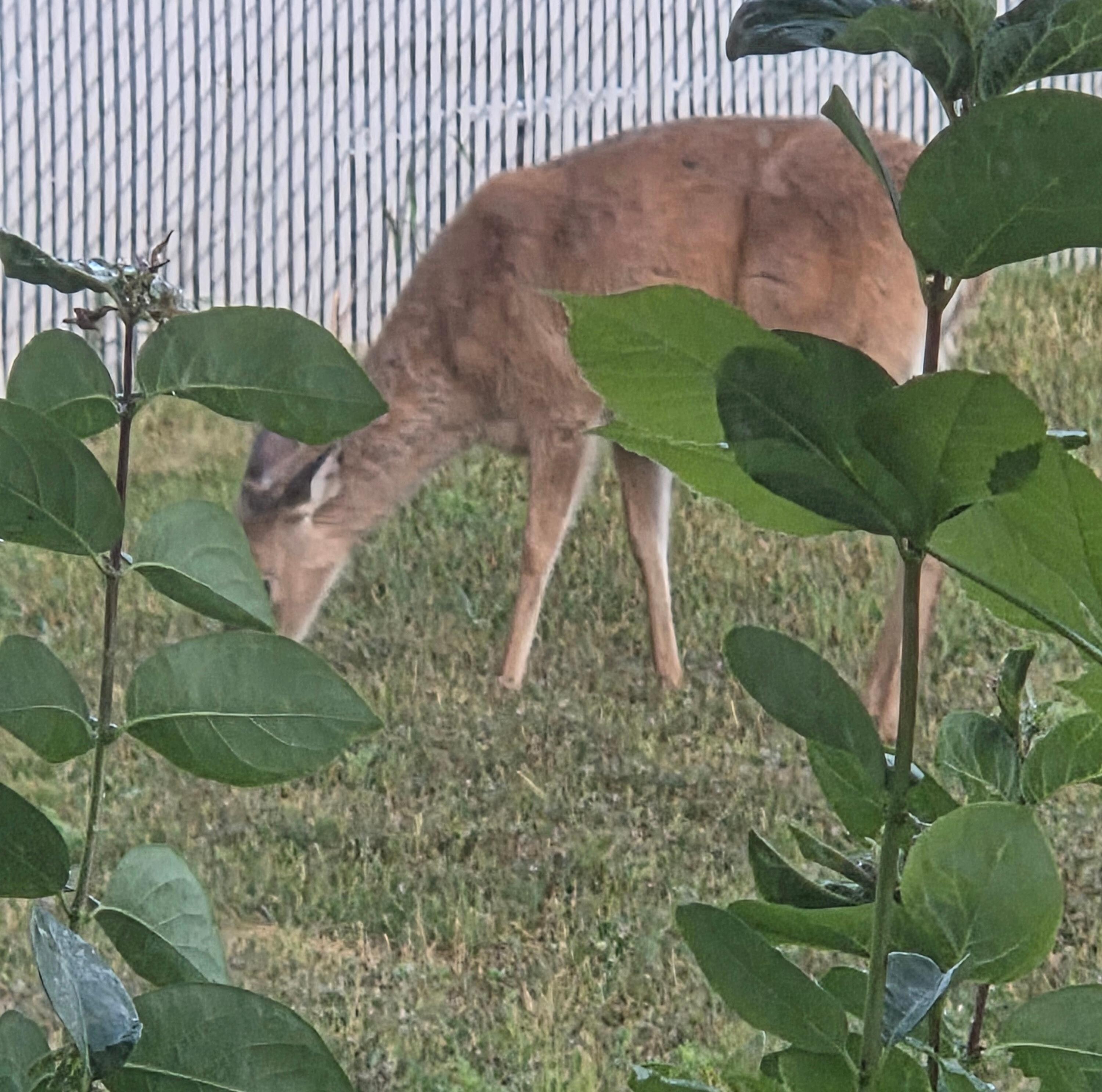 Front yard