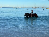 Swimming horses at pebble beach