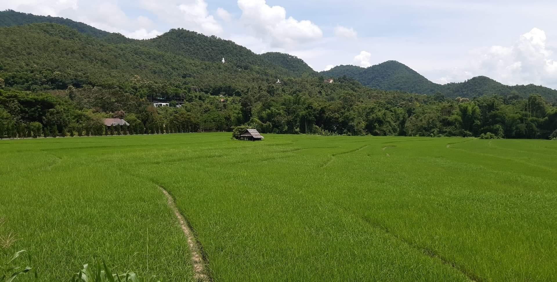 Beautiful paddy fields around the resort.