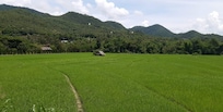 Beautiful paddy fields around the resort.