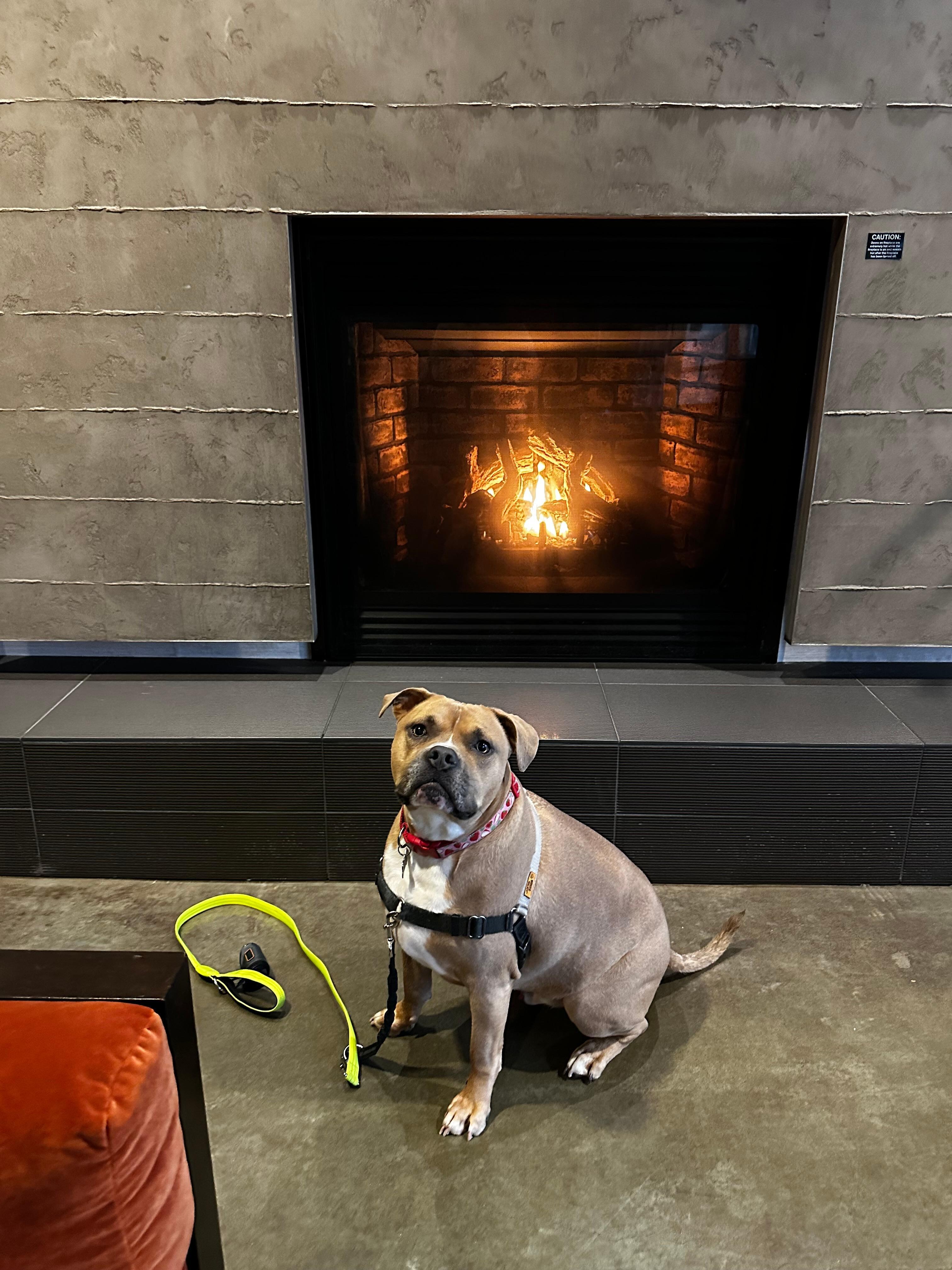 Very pet friendly and so welcoming.