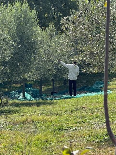 Olive harvesting