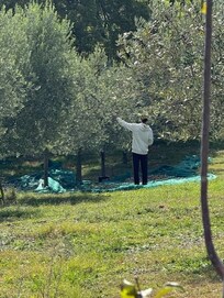 Olive harvesting