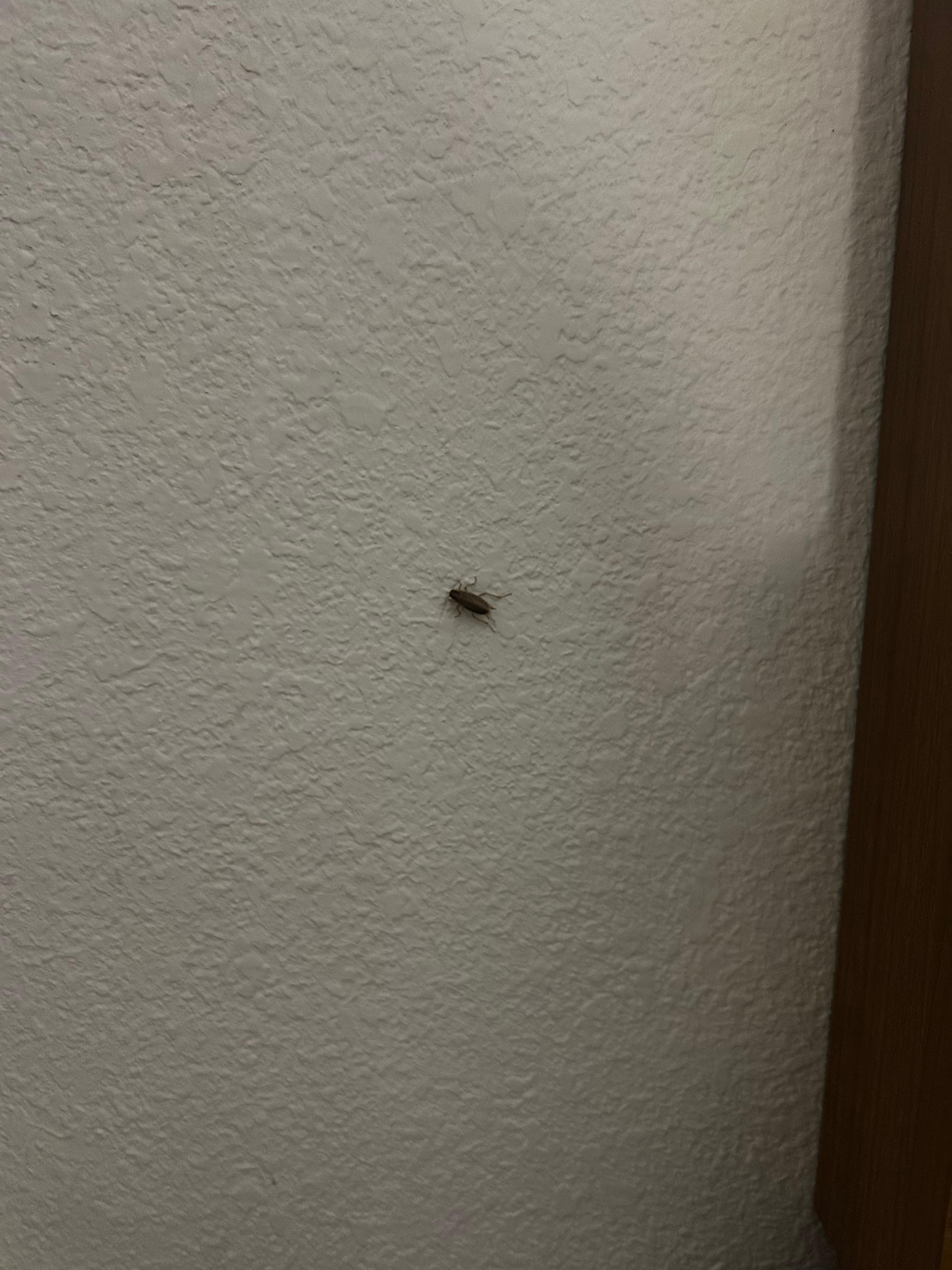 Just one of the few roaches that were scurrying around!