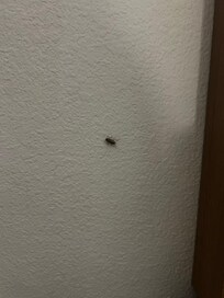 Just one of the few roaches that were scurrying around!