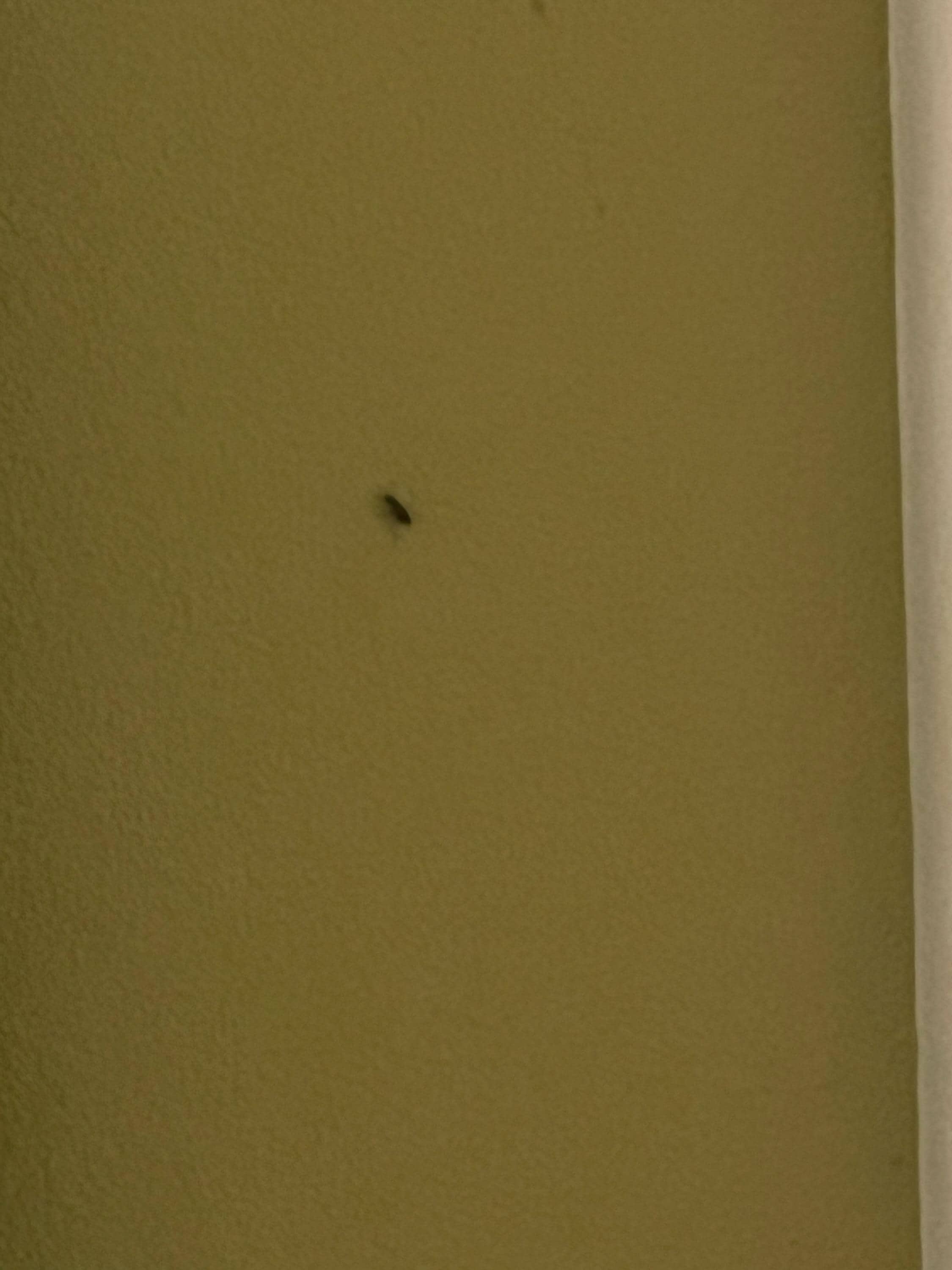 Bug on the wall 