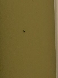 Bug on the wall
