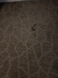 3rd carpet stain. Disgusting.