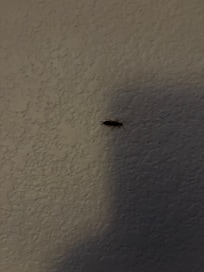 Roach and bugs climbing wall