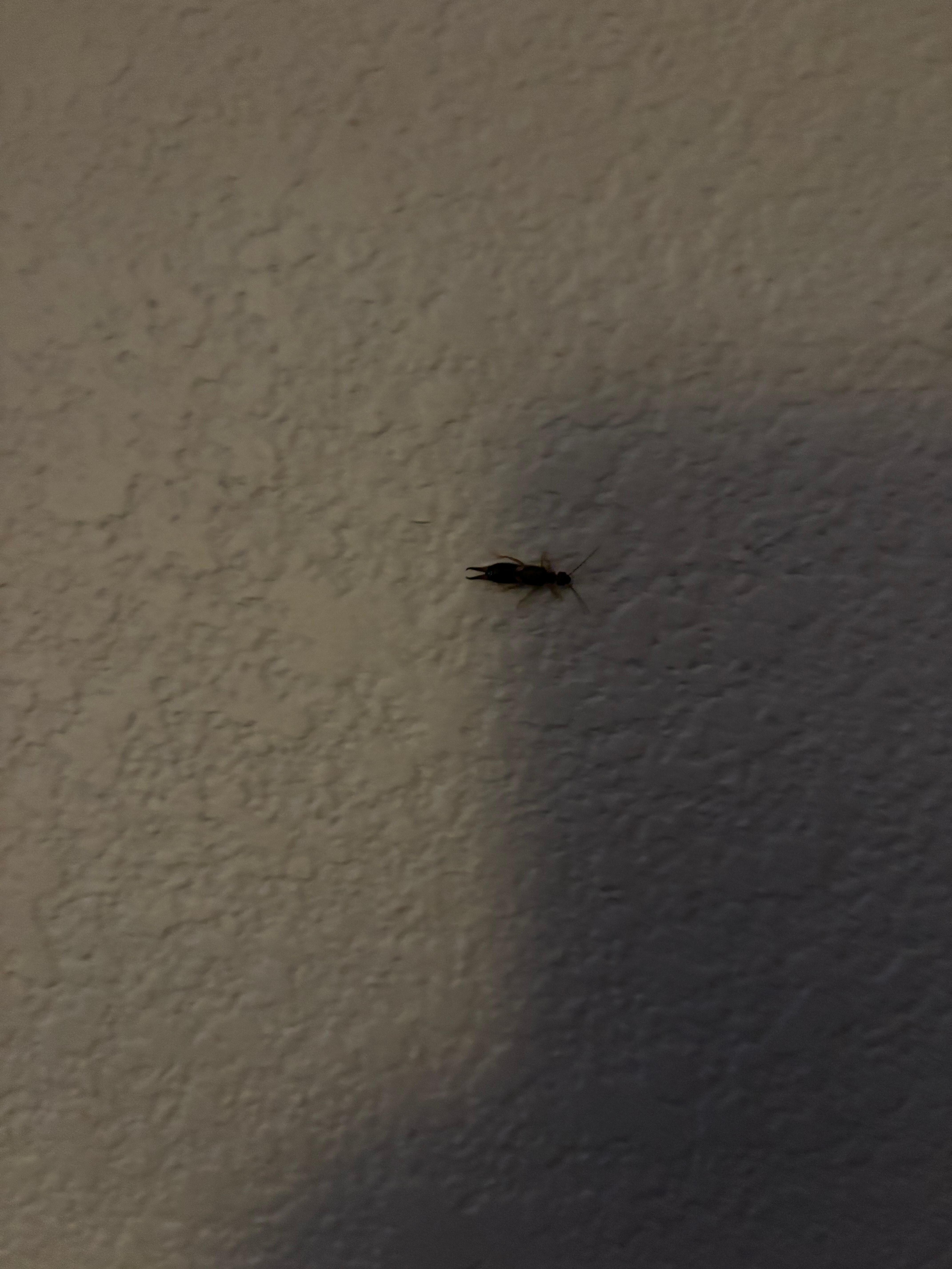 Roach and bugs climbing wall