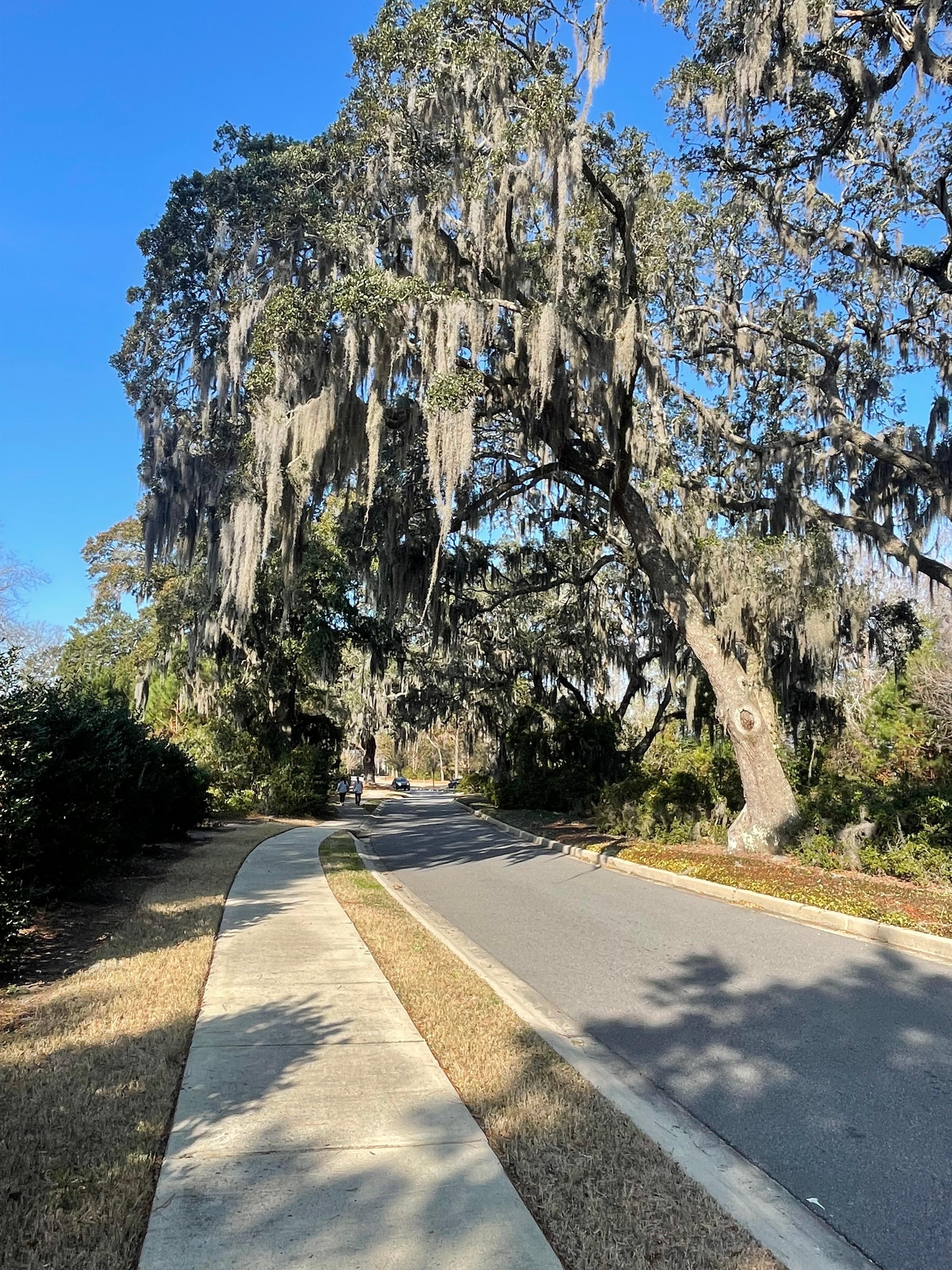 Beautiful live oaks in entrance to neighborhood 