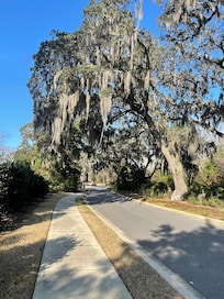 Beautiful live oaks in entrance to neighborhood