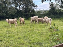 The neighbours