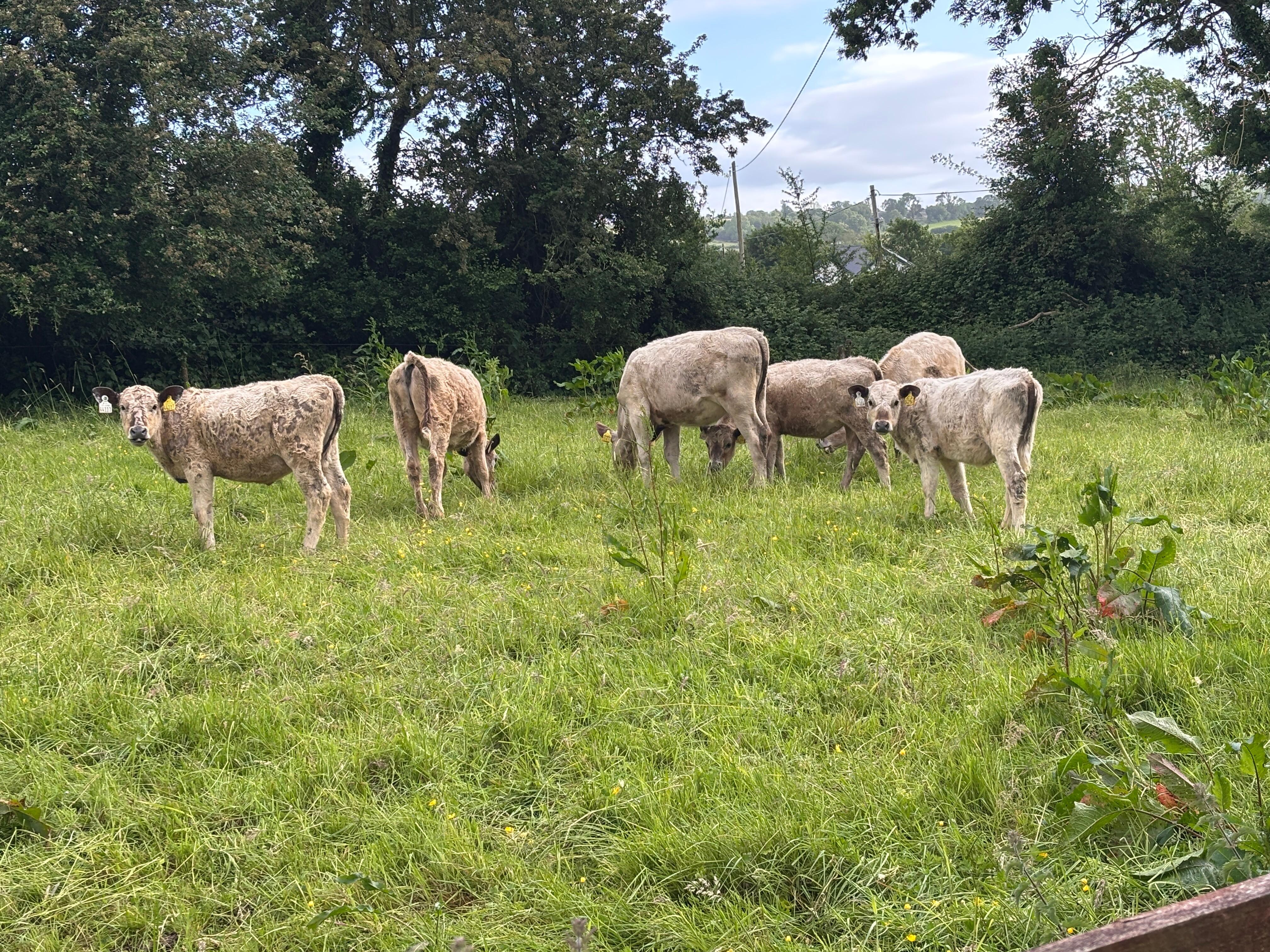 The neighbours