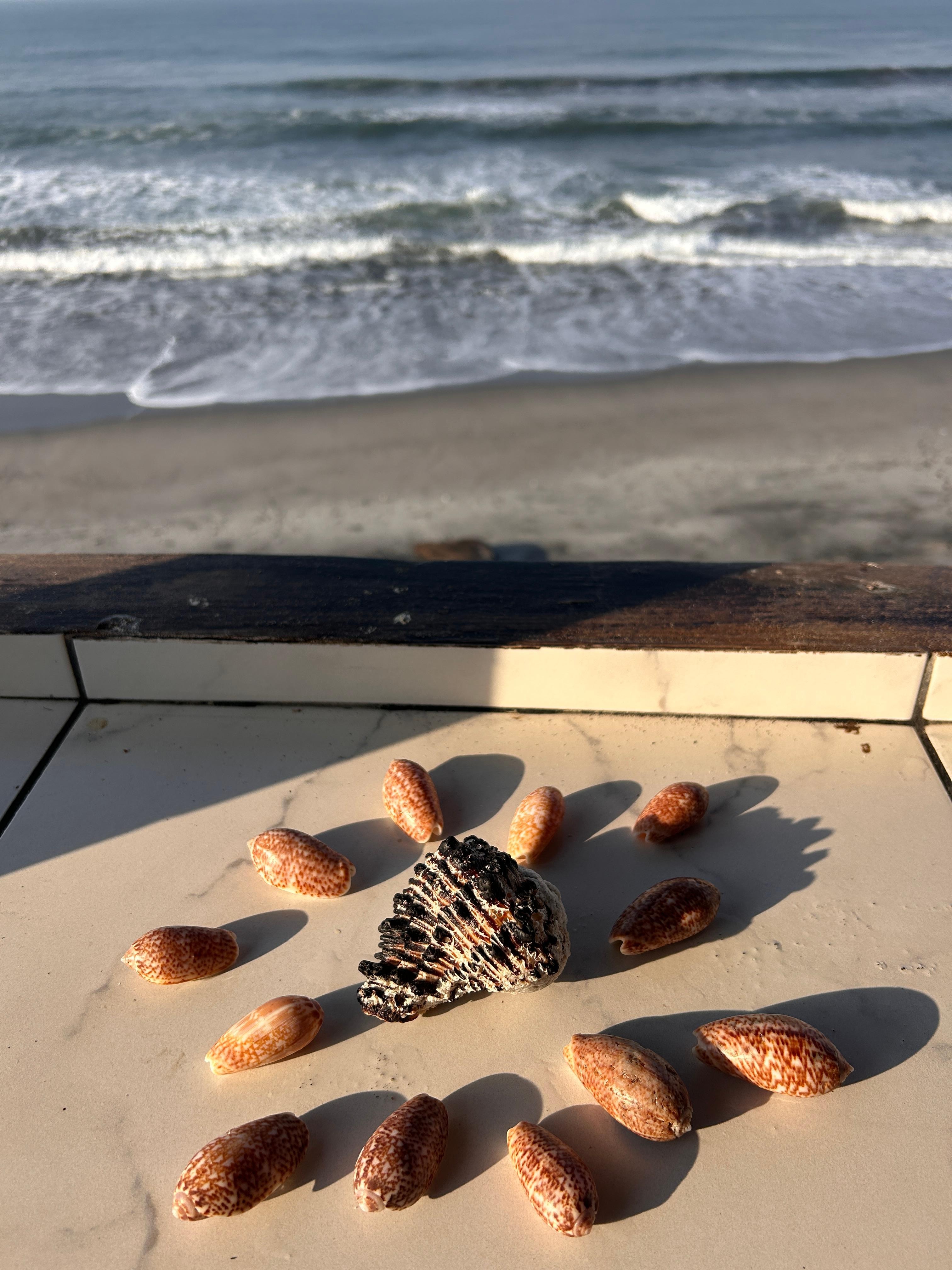 The ocean and its treasures 