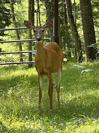 Deer seen on a walk