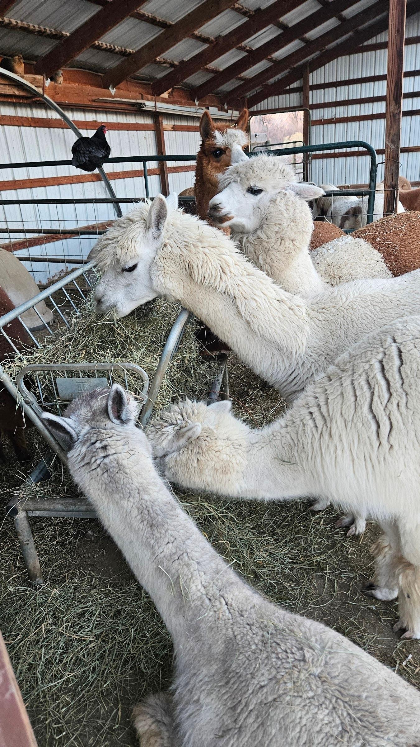 We walked around the alpacas to pet them as they fed.