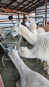 We walked around the alpacas to pet them as they fed.