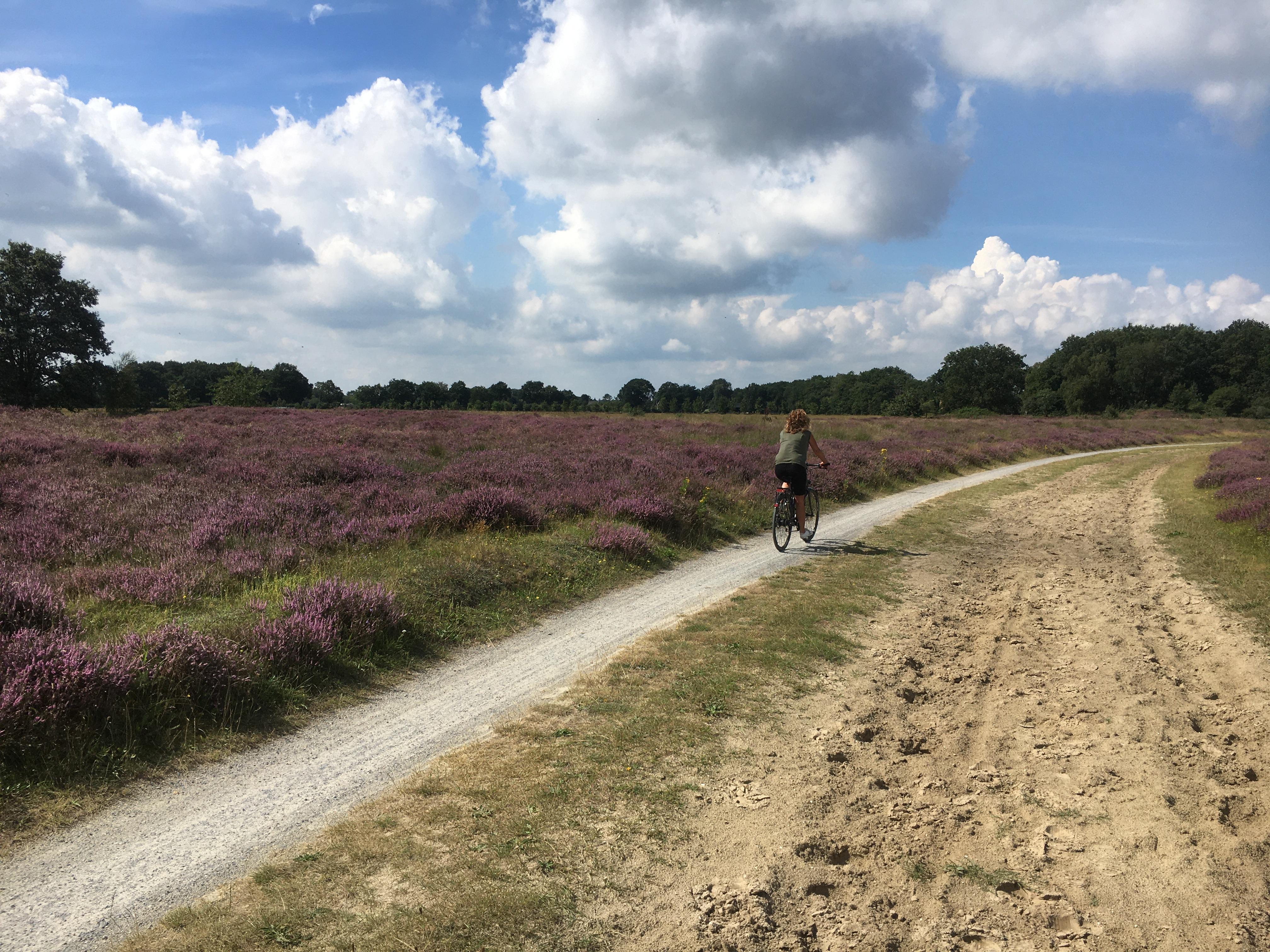 Heidevelden in bloei