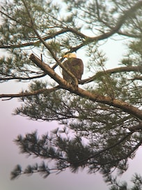 beautiful bald eagle in the back yard one evening!