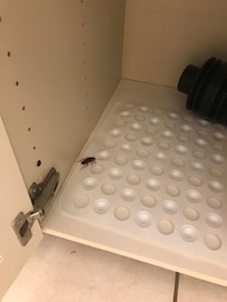 Cockroach found in master bathroom