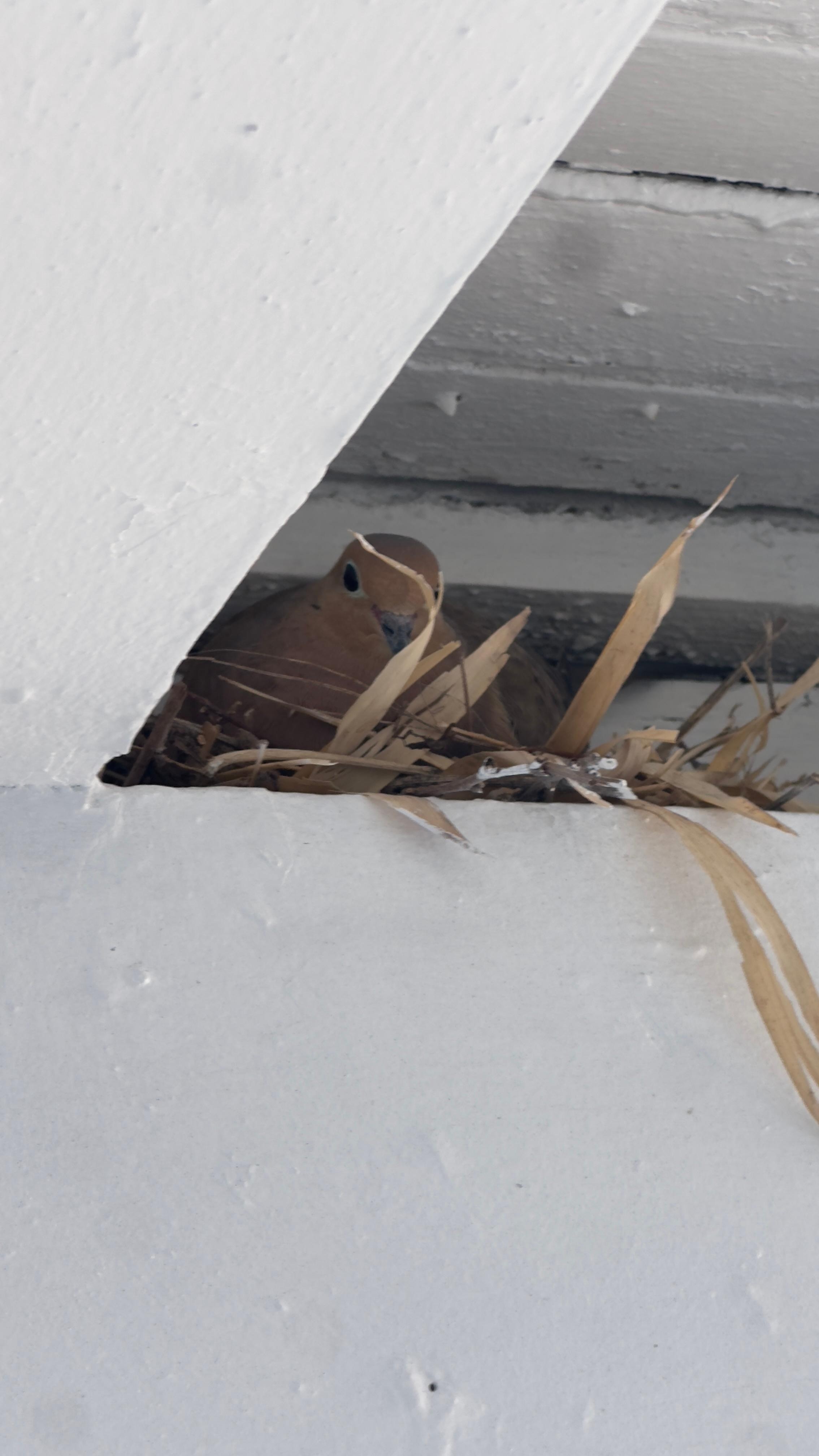 Our beautiful little friend 