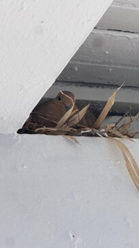 Our beautiful little friend