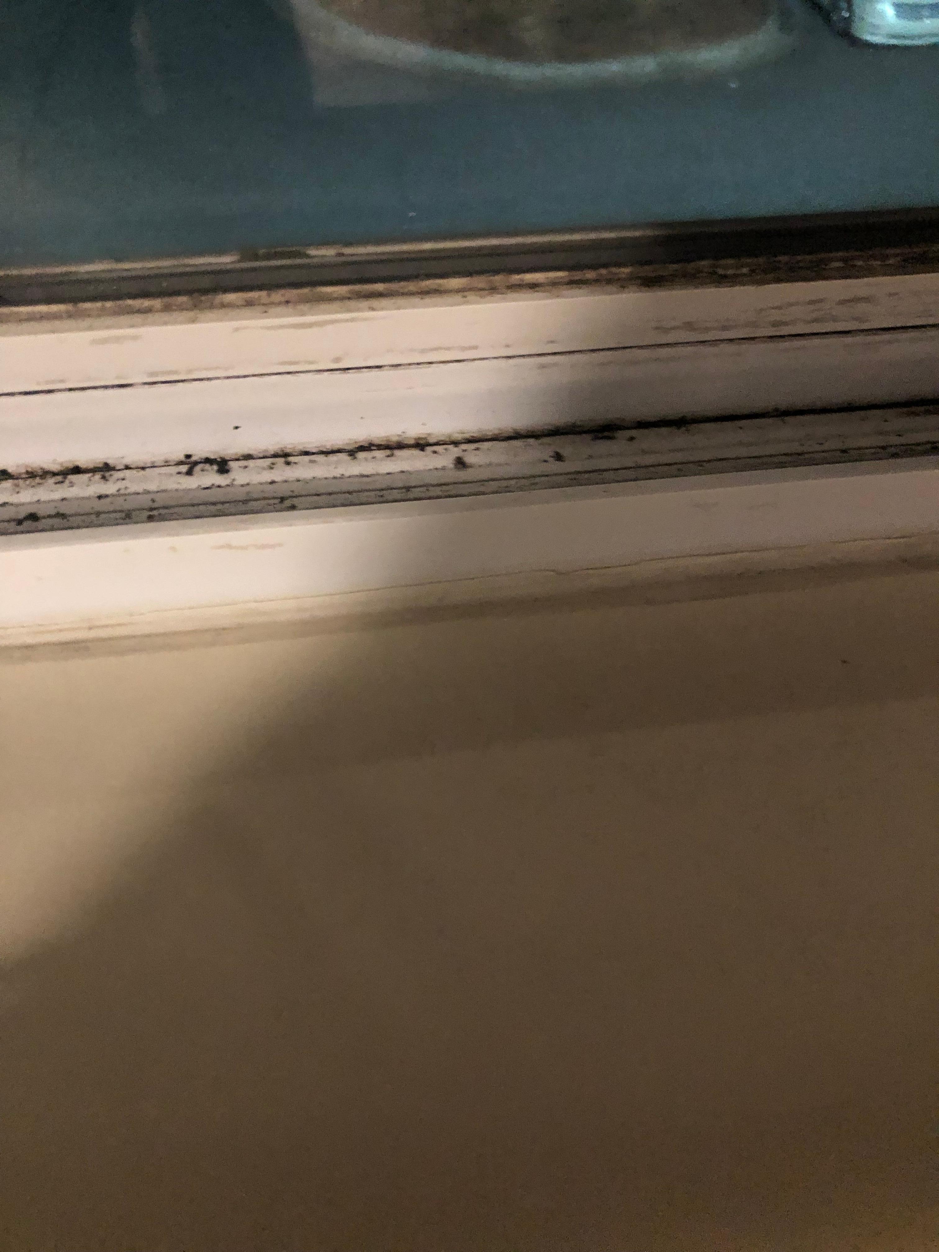 Window seal is filthy with dirt and bugs