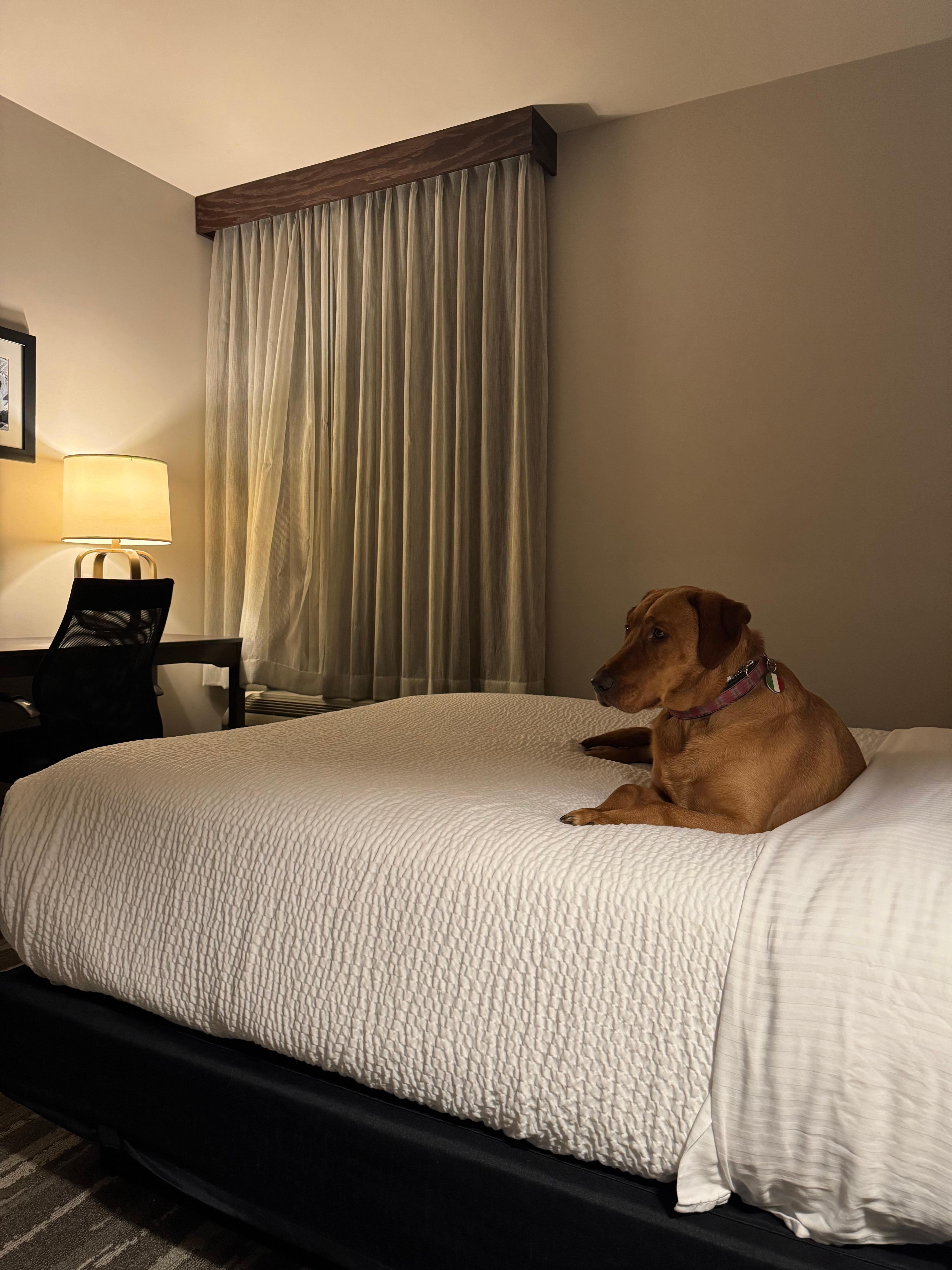 Gelato was also comfy for the evening of rest here😍