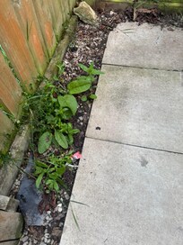 Weeds around hot tub area