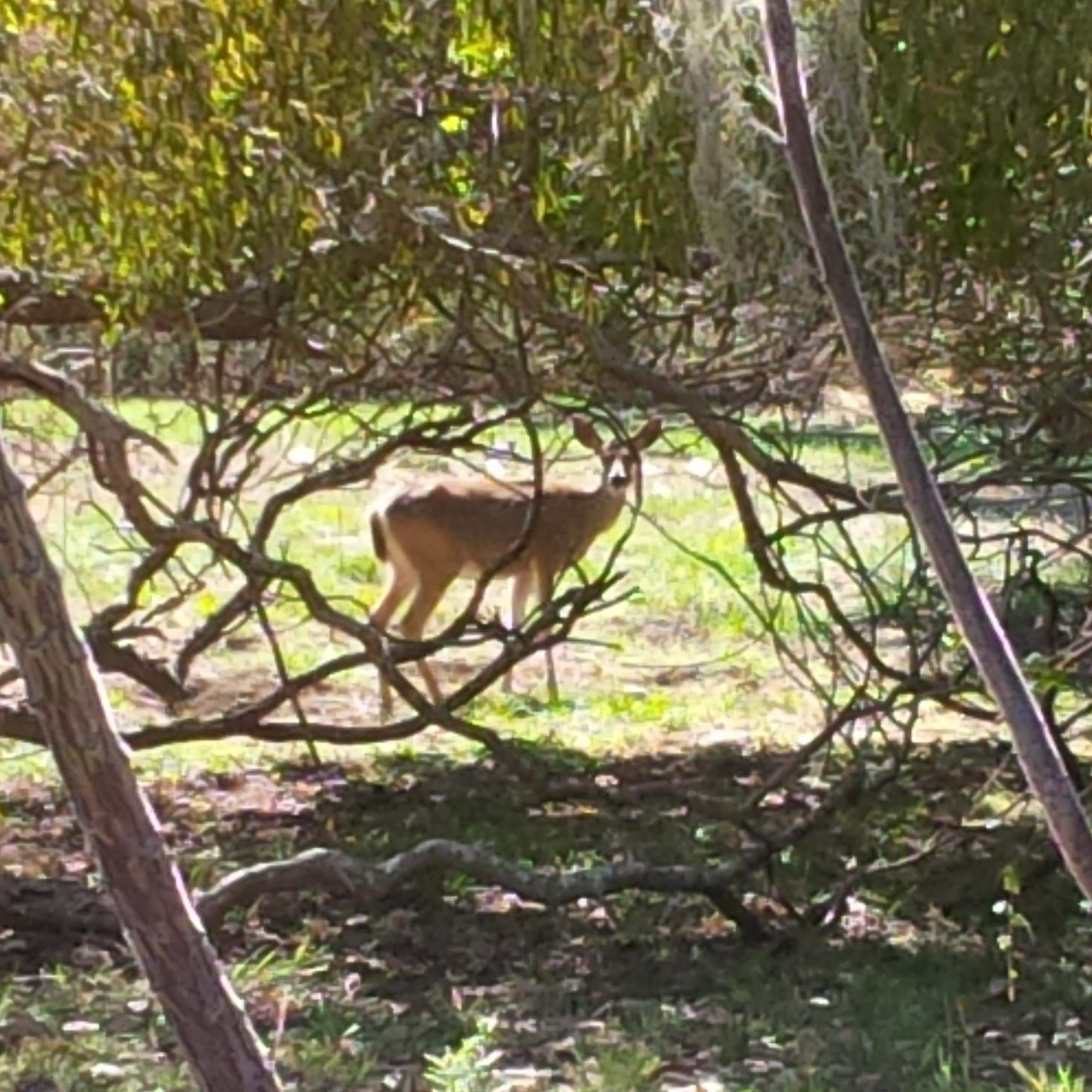 One of many visitors in the yard