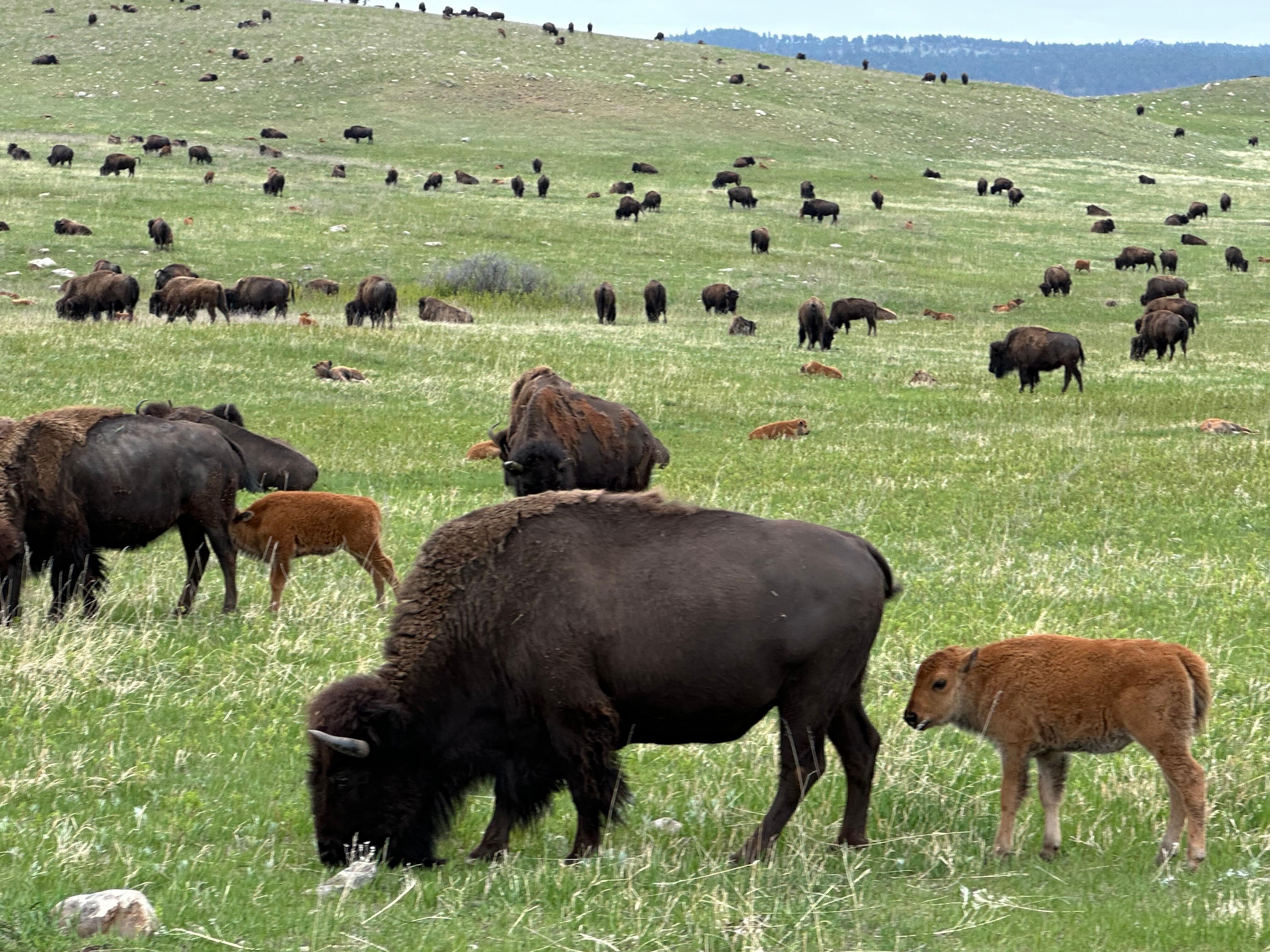 Custer State Park
